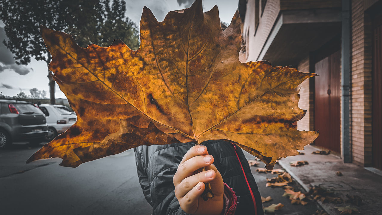 PERSON HOLDING MAPLE LEAVES DURING AUTUMN AT PARK