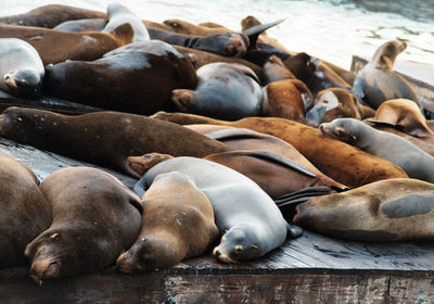 High angle view of sea lions relaxing at pier 39