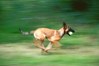 Side view of horse running on land