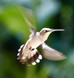 Close-up of bird flying