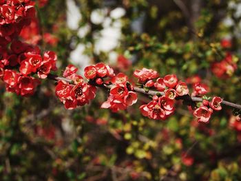 Close-up of red flowering plants