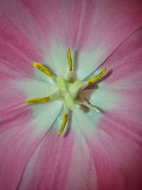 Extreme close-up of pink flower