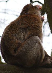 Close-up of monkey with open mouth