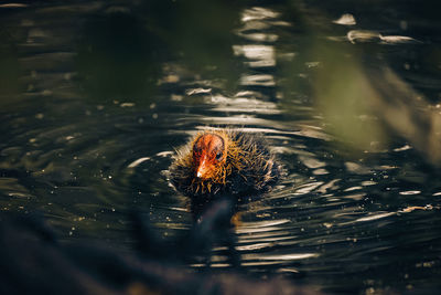 High angle view of a bird in lake