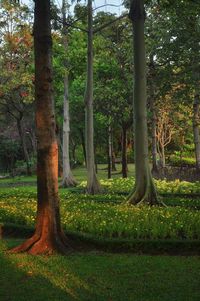 Trees in forest