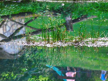 View of trees in pond