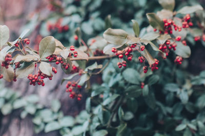 Close-up of berries growing on tree