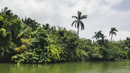 Scenic view of palm trees by lake against sky