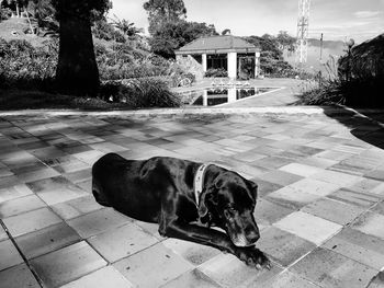 Dog lying on garden paving