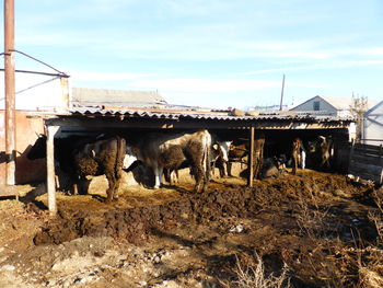 Cows standing in farm against sky