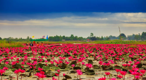 Close-up of pink flowering plants on field against sky