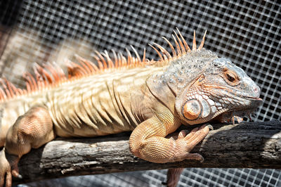 Close-up of a lizard