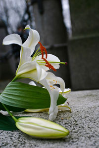 Close-up of white flowers