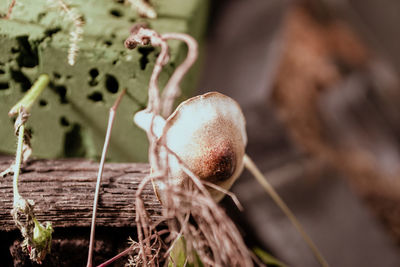 Close-up of fruit on plant