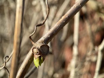 Close-up of grasshopper on branch