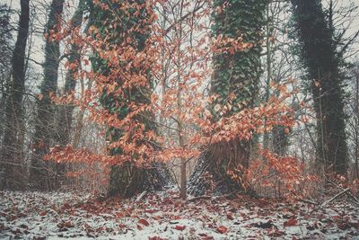 Trees in the dark