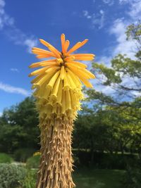 Close-up of yellow flower blooming against sky