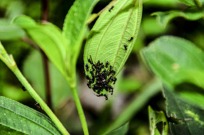 Close-up of insect on leaf