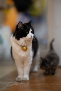 Cat sitting on floor at home