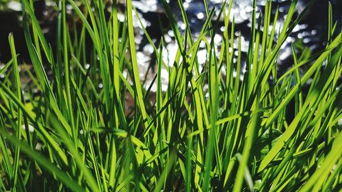 Close-up of grass growing on field