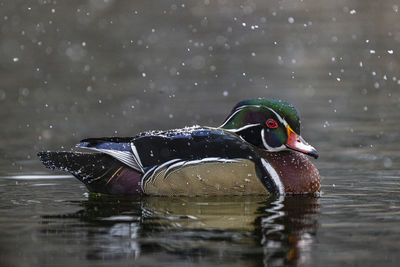 Wood duck swimming in lake