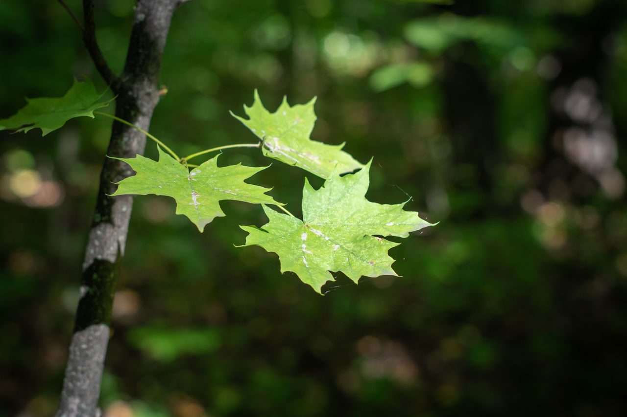 CLOSE-UP OF FRESH MAPLE LEAVES ON TREE