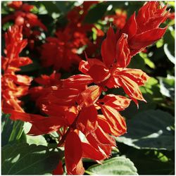 Close-up of red flowers blooming outdoors