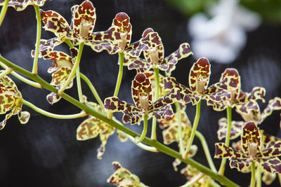 Closeup of one of the beautiful colombian orchids.