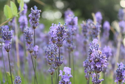 Close-up of lavender flowering plants