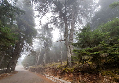 Road amidst trees in forest