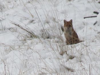 Dog standing on snow covered field