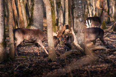 Fallow deer fighting during rut period 