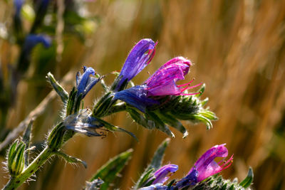 Close-up of flowers against blurred background