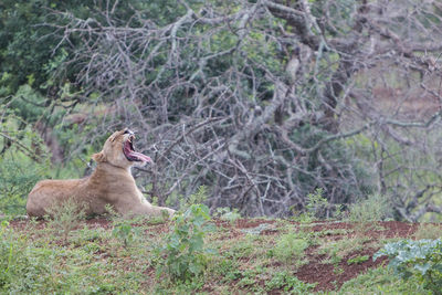 Cat relaxing on grass
