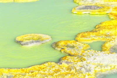 High angle view of food in water