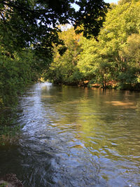 Scenic view of river amidst trees in forest