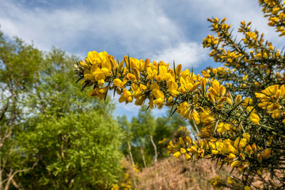 Close-up of fresh yellow flowering plants on field against sky