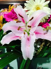 Close-up of pink flowers blooming outdoors