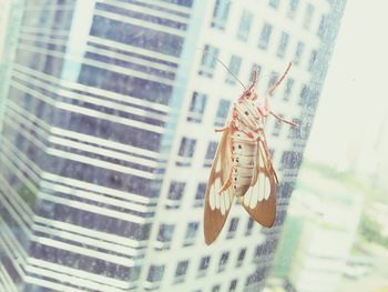 Close-up of butterfly