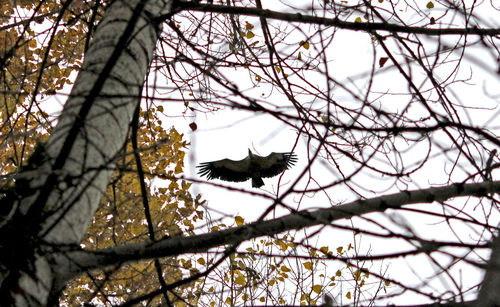 Low angle view of bird perching on branch