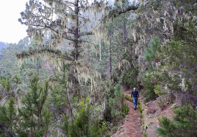 Rear view of man walking amidst trees in forest