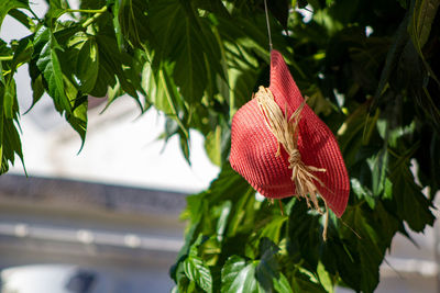 Close-up of red leaves on plant