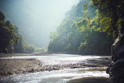 Scenic view of river flowing through forest