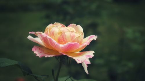 Close-up of pink rose