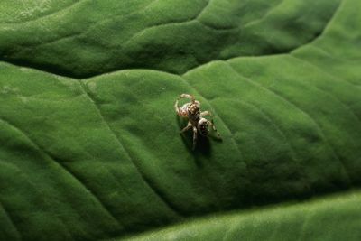 High angle view of insect on leaf