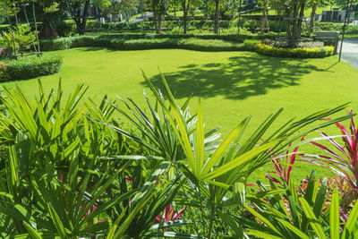 Plants growing by lake