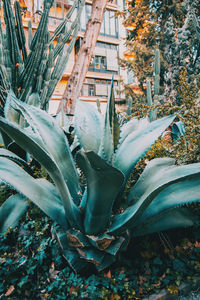 High angle view of succulent plant during rainy season