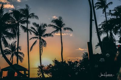 Low angle view of silhouette trees against sky