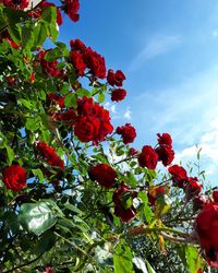 Low angle view of red berries on tree against sky