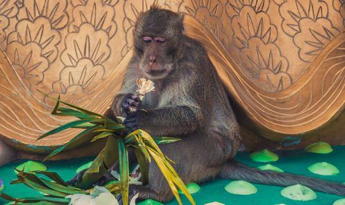 Monkey holding flowers while sitting against patterned wall at zoo